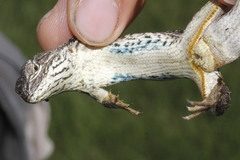 Sceloporus scalaris
