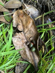 Ocotea caesariata