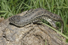 Sceloporus scalaris