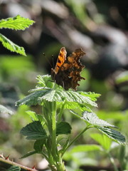 Polygonia c-album