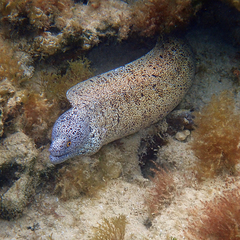Gymnothorax annasona