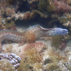 Gymnothorax annasona