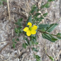 Talinum arnotii