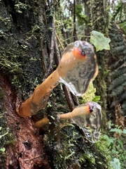 Andesanthus
