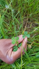 Trifolium microdon
