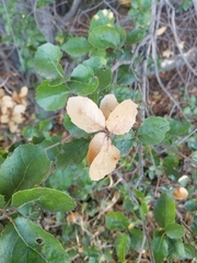 Phytophthora ramorum