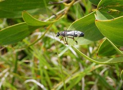 Daptolestes