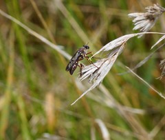 Daptolestes