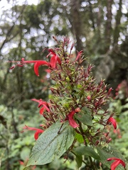 Stenostephanus