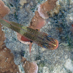Ostorhinchus norfolcensis