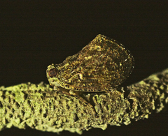 Cotylana angustifrons