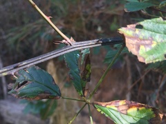Rubus argutus