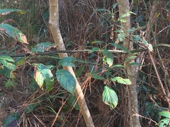 Rubus argutus
