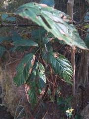 Rubus argutus