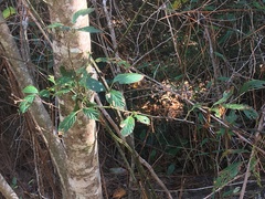 Rubus argutus