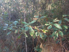Rubus argutus