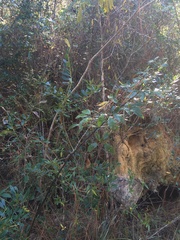 Rubus argutus