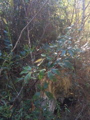 Rubus argutus