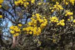 Acacia brachybotrya