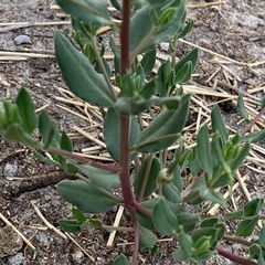 Talinum arnotii