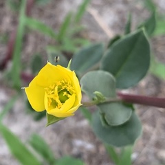 Talinum arnotii