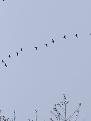 Branta hutchinsii