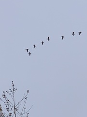 Branta hutchinsii