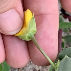 Talinum arnotii