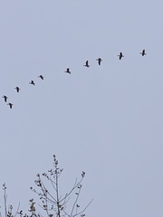 Branta hutchinsii