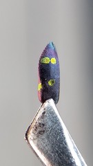 Chrysobothris chrysoela