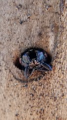 Chrysobothris chrysoela