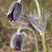 Meadow Pasqueflower - Photo (c) HermannFalkner/sokol, some rights reserved (CC BY-NC)