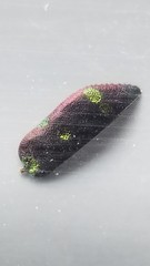 Chrysobothris chrysoela