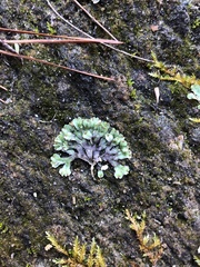 Asterella tenella