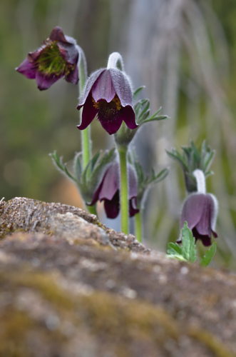Pievinė šilagėlė nuotrauka