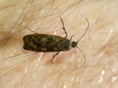 Hierodoris atychioides