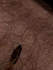 Hierodoris atychioides