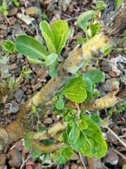 Gemüsekohl (Brassica oleracea): Herkunft und Verwendung — Foto 2
