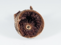 Philonix fulvicollis