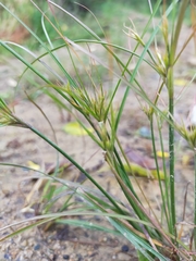 Juncus tenuis tenuis
