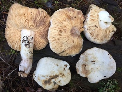 Lactarius desjardinii