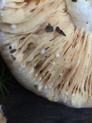 Lactarius desjardinii
