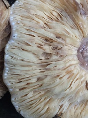 Lactarius desjardinii