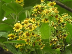 Smallanthus pyramidalis