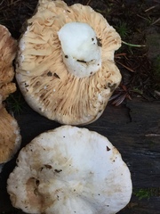 Lactarius desjardinii