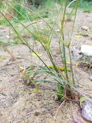 Juncus tenuis tenuis