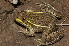 Lithobates neovolcanicus