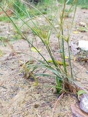 Juncus tenuis tenuis