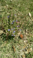 Scutellaria drummondii