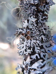 Hypogymnia canadensis
